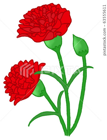 Carnation (red) 63555611