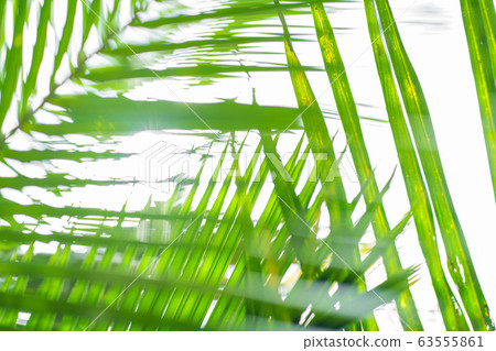Rays of the sun through palm leaves. Soft focus. Rays of the sun through palm leaves. Soft focus. 63555861