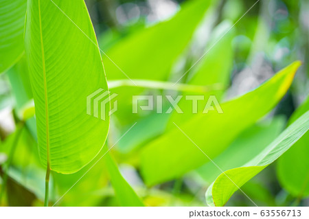 Saturated green leaf of a tropical plant Saturated green leaf of a tropical plant 63556713