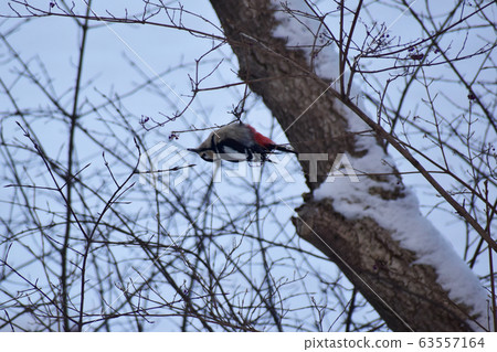 Akagera looking for insects on branches in winter 63557164