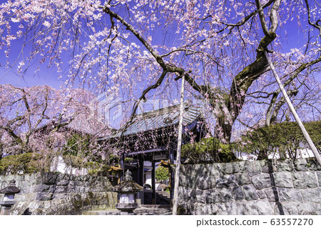 (Shizuoka Prefecture) Weeping cherry blossoms bloom, Oishi-ji Temple and Tonaka approach 63557270