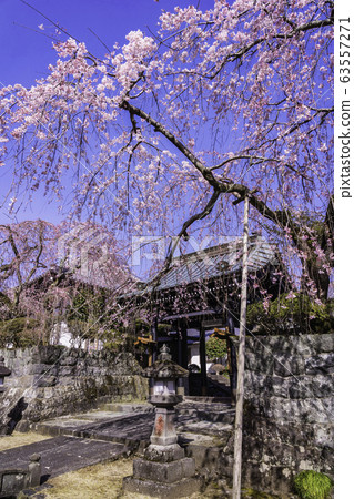 （靜岡縣）垂枝櫻花盛開，大石寺和土中町 63557271