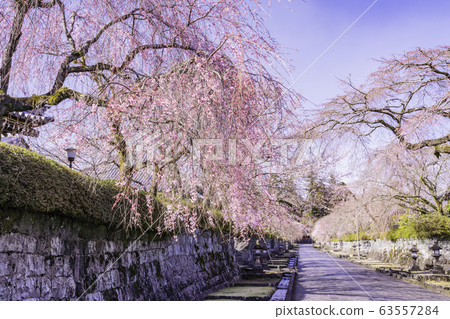 （靜岡縣）垂枝櫻花盛開，大石寺和土中町 63557284