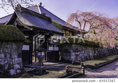（靜岡縣）垂枝櫻花盛開，大石寺和土中町 63557287