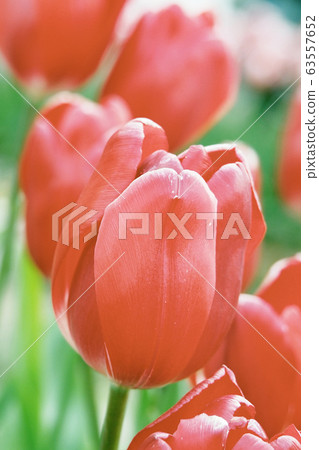 Spring image (tulip) Spring image (tulip) 63557652