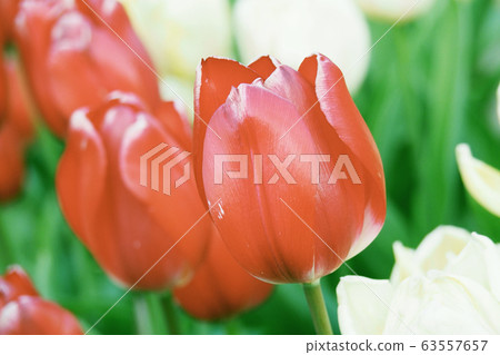 春天形象（鬱金香） 63557657