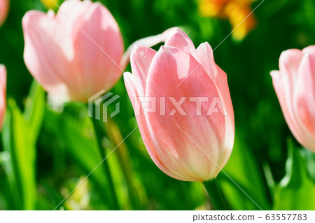 Tulip 63557783
