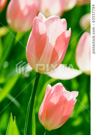 Tulip Tulip 63557784