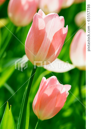 Tulip Tulip 63557786
