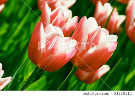Spring image (tulip) Spring image (tulip) 63558113