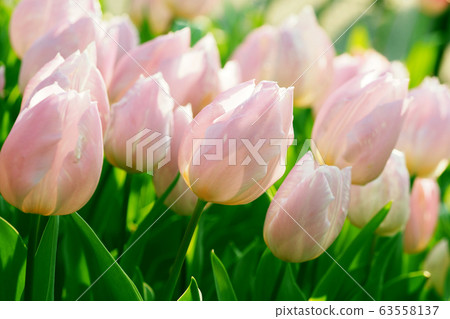 Spring image (tulip) Spring image (tulip) 63558137