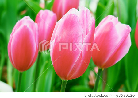 Spring image (tulip) Spring image (tulip) 63559120