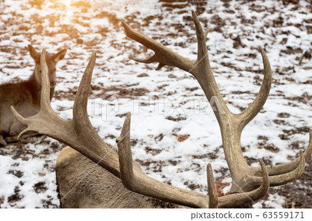 Big horns of maral in nature. Siberian stag Big horns of maral in nature. Siberian stag 63559171