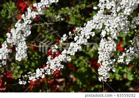 Yukiyanagi（Yukiyanagi） 63559282