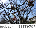 櫻桃芽 63559707