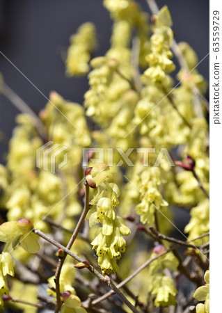 Toshimizuki (Tosa Mizuki) 63559729