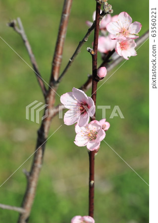杏仁花 63560221