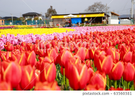 Tulip Tulip 63560381