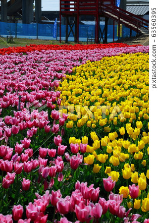 Tulip Tulip 63560395