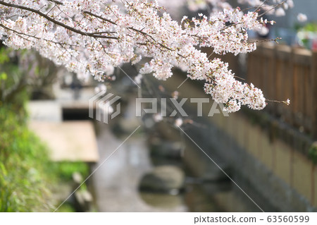 兩個城市的櫻花 63560599