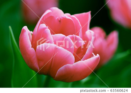 Spring image (tulip) 63560624