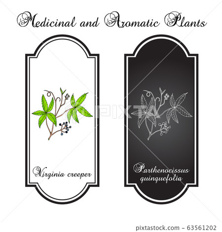 Virginia creeper Parthenocissus quinquefolia , or five-leaved ivy, five-finger, ornamental and medicinal plant 63561202