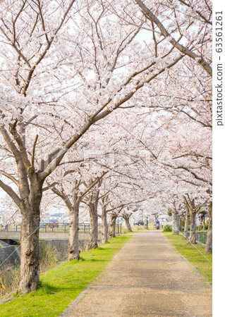 Cherry blossom trees countryside rural village spring full Cherry blossom trees countryside rural village spring full 63561261