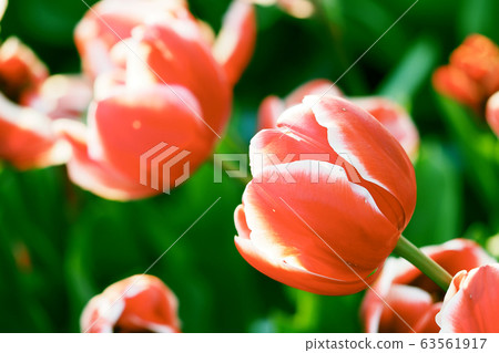 Spring image (tulip) Spring image (tulip) 63561917