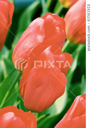 Spring image (tulip) Spring image (tulip) 63561918