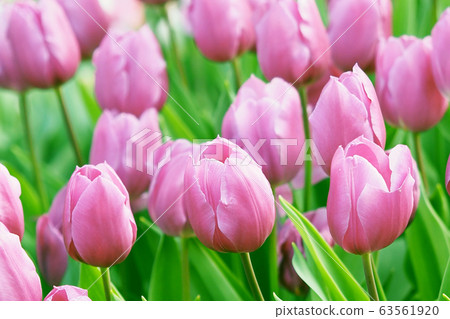Spring image (tulip) 63561920