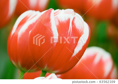 Spring image (tulip) Spring image (tulip) 63562109