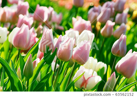 Spring image (tulip) Spring image (tulip) 63562152