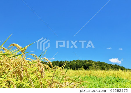 藍藍的天空中的稻田 藍藍的天空中的稻田 63562375