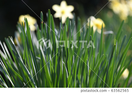 Daffodils 63562565