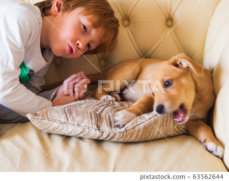 Little blonde boy playing with his puppy on couch 63562644