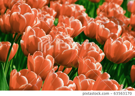 Spring image (tulip) Spring image (tulip) 63563170