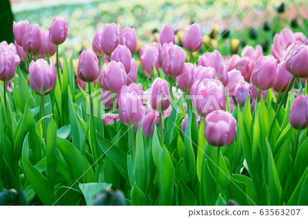 春天形象（鬱金香） 63563207