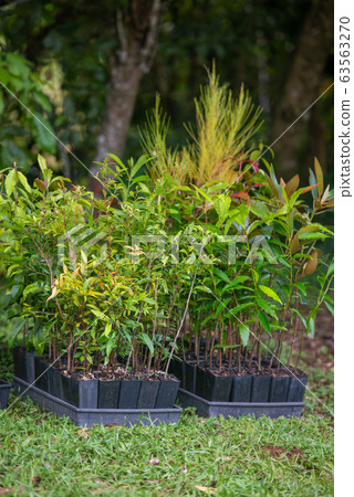 Tree planting volunteers seedlings Tree planting volunteers seedlings 63563270