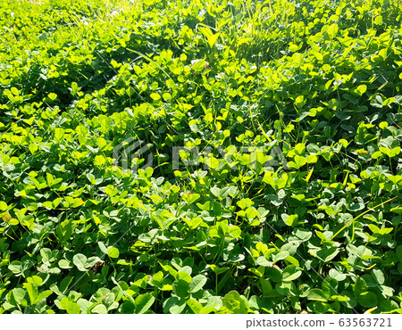 三葉草，春天，明亮，陽光明媚，發芽，綠色，自然，清新，風景 63563721