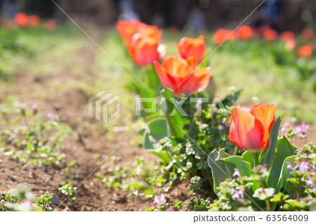 Tulips, tulip fields, flower fields, parks, horticulture Tulips, tulip fields, flower fields, parks, horticulture 63564009