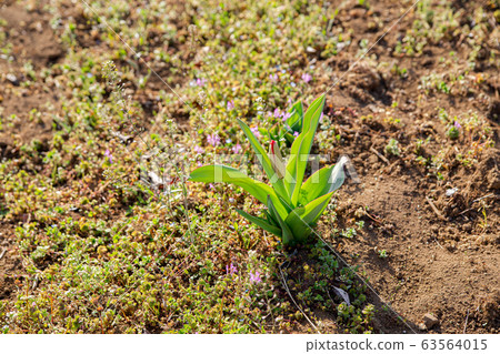 鬱金香，鬱金香田，花田，公園，園藝 63564015