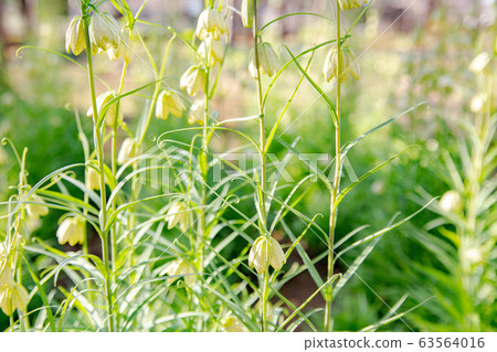 貝類，貝母，amigasa百合 63564016
