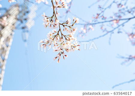 櫻花春天日本 63564017