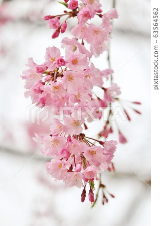 Drooping cherry tree Drooping cherry tree 63564562