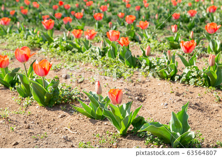 Tulips, tulip fields, flower fields, parks, horticulture Tulips, tulip fields, flower fields, parks, horticulture 63564807