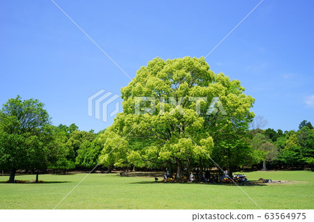 奈良公園和日比野的Green Hill 2 63564975