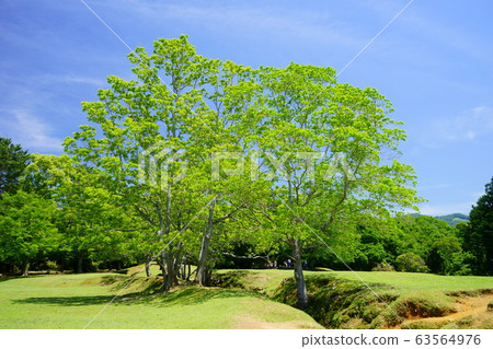 Green hill 3 in Nara Park and Hibino 63564976