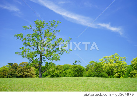 奈良公園和日比野的綠色山丘6 63564979
