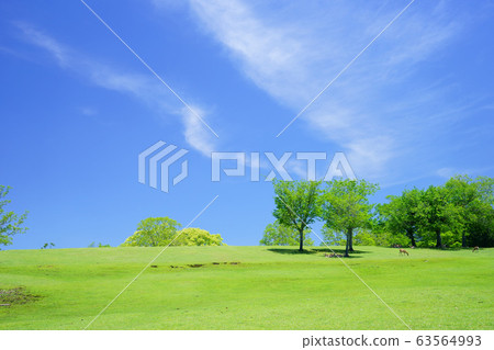 奈良公園和日比野的綠色山丘21 63564993