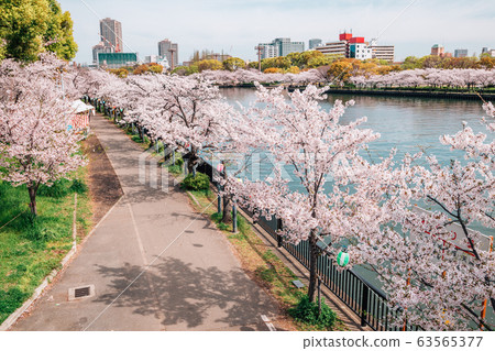 Cherry blossoms road with river at Kema Sakuranomiya Park in Osaka, Japan 63565377
